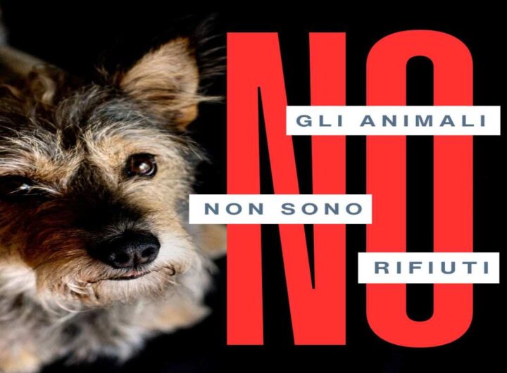 Gli animali non sono rifiuti
