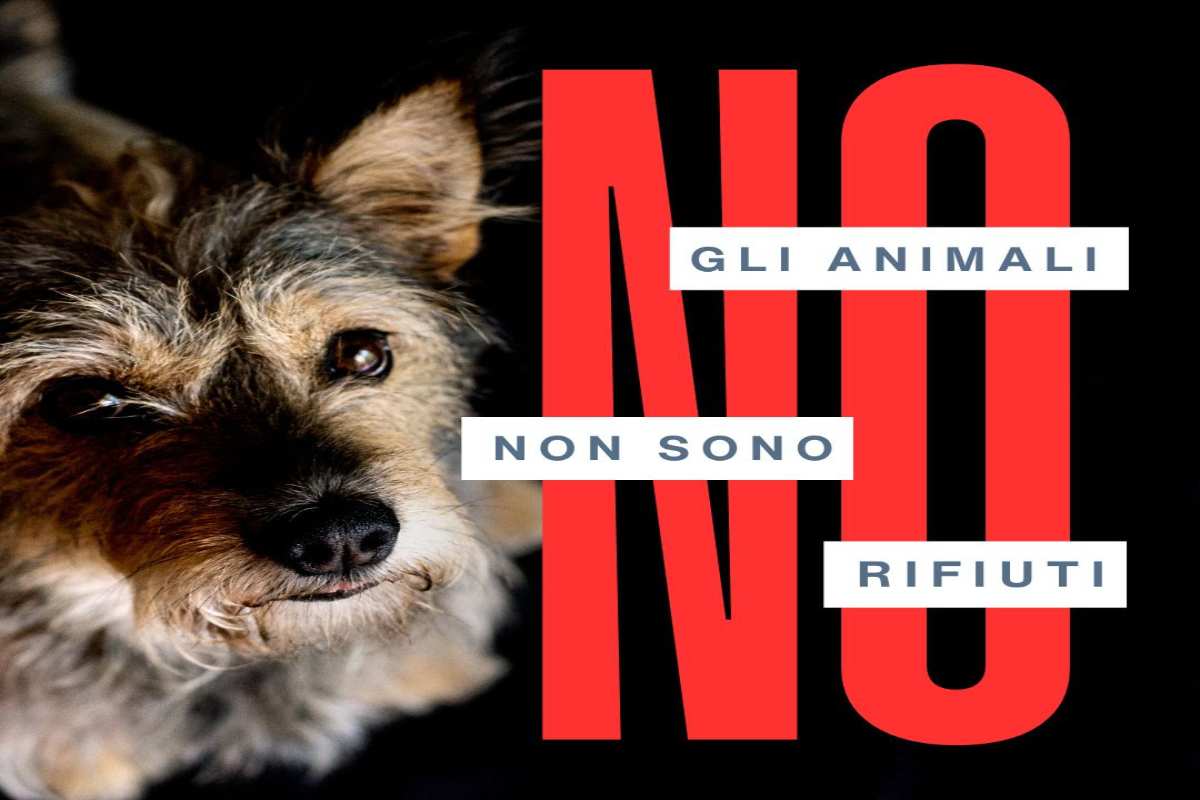 “Gli animali non sono rifiuti!”, il comunicato di Alfa sul caso Guidonia e i 400 cani pubblici