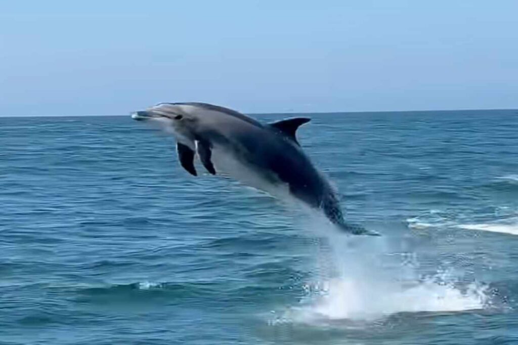 Delfino salta fuori dall'acqua