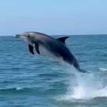 Delfino salta fuori dall'acqua