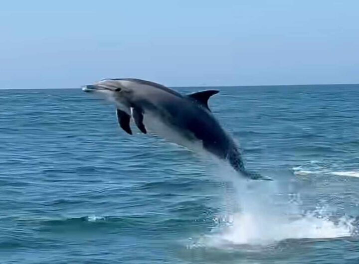 Delfino salta fuori dall'acqua