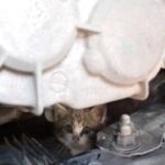 gatto nel motore