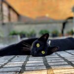un gatto nero