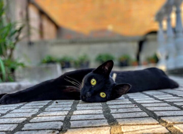 un gatto nero