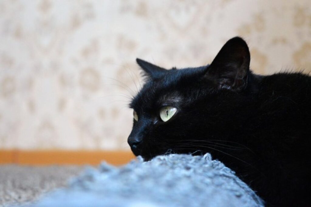 gatto nero
