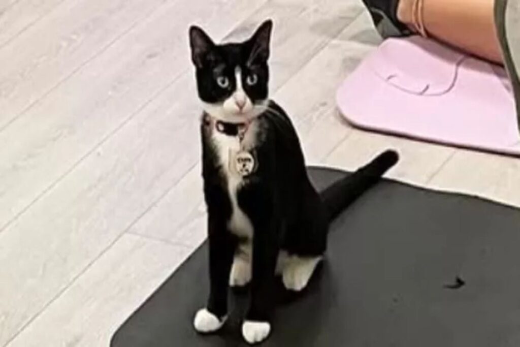 gatto zoppo adottato