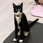 gatto zoppo adottato