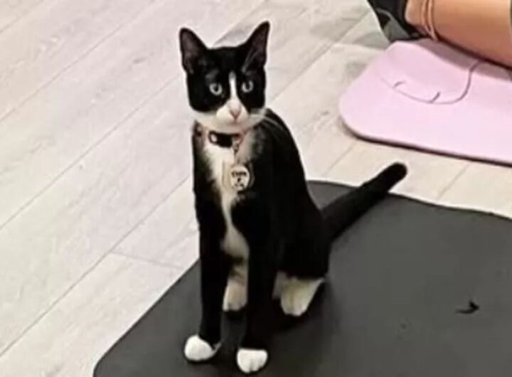 gatto zoppo adottato