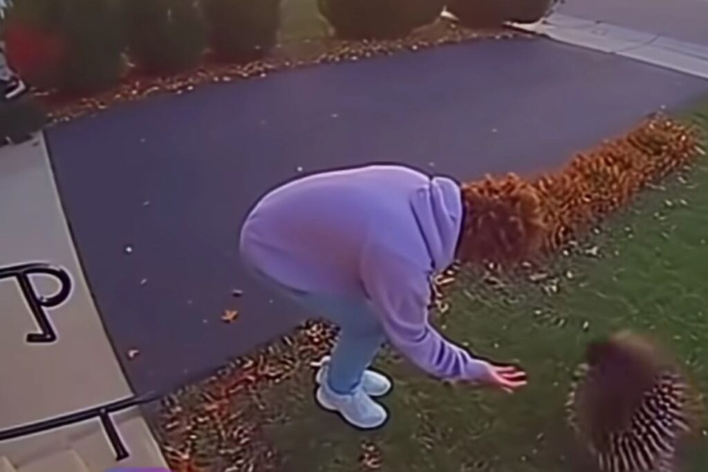 Uomo si avvicina a un'istrice