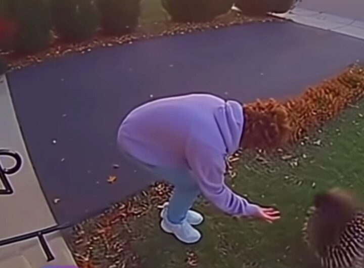 Uomo si avvicina a un'istrice