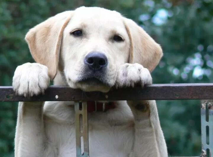 Italia Paese diviso come il mondo: pace appesa a un filo, voti appesi al nome di un cane, nella foto un labrador