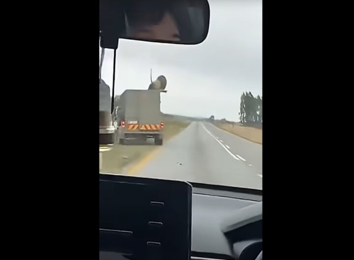 Il video del leone che scappa da un camion che lo stava portando in una fattoria