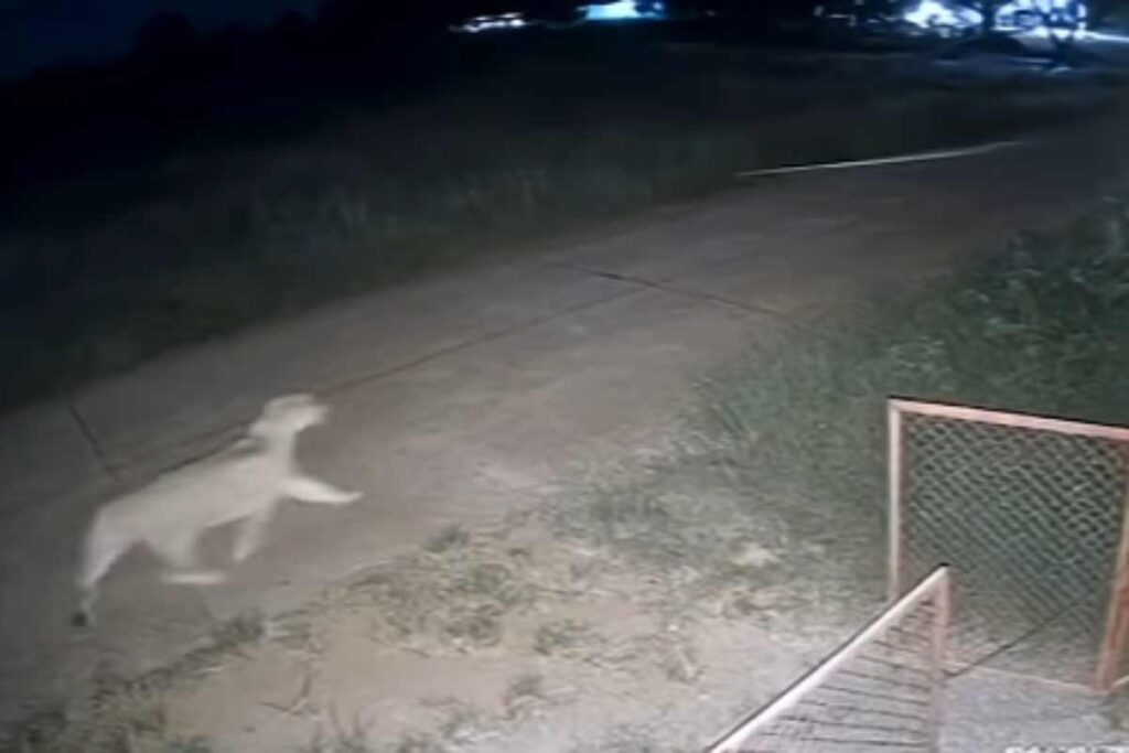 Leonessa attacca un bambino