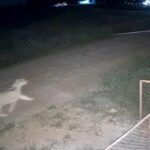 Leonessa attacca un bambino