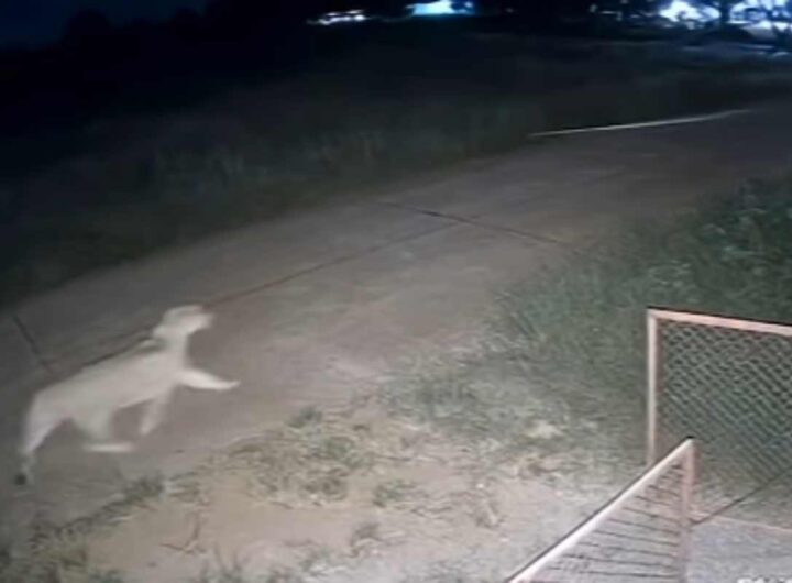 Leonessa attacca un bambino