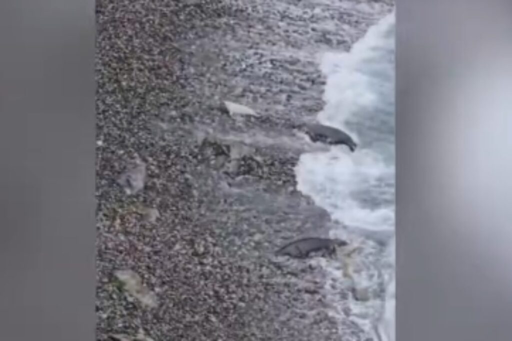 mamma foca salva cucciolo