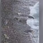 mamma foca salva cucciolo