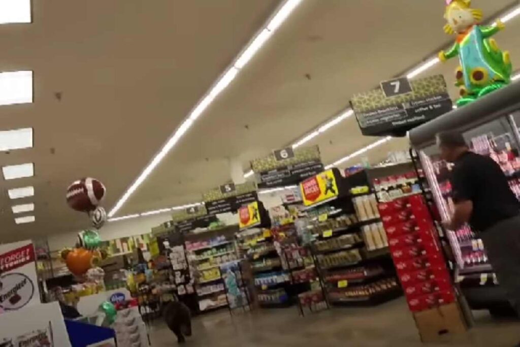 Orso bruno corre tra gli scaffali di un supermercato in Arizona