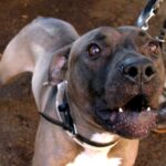 un pitbull