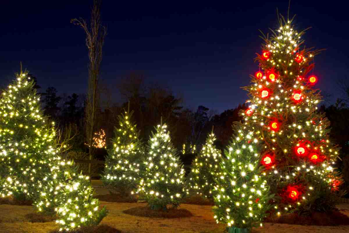 È il paese degli alberi di Natale: ecco dov’è il borgo che si trasforma in una favola a cielo aperto