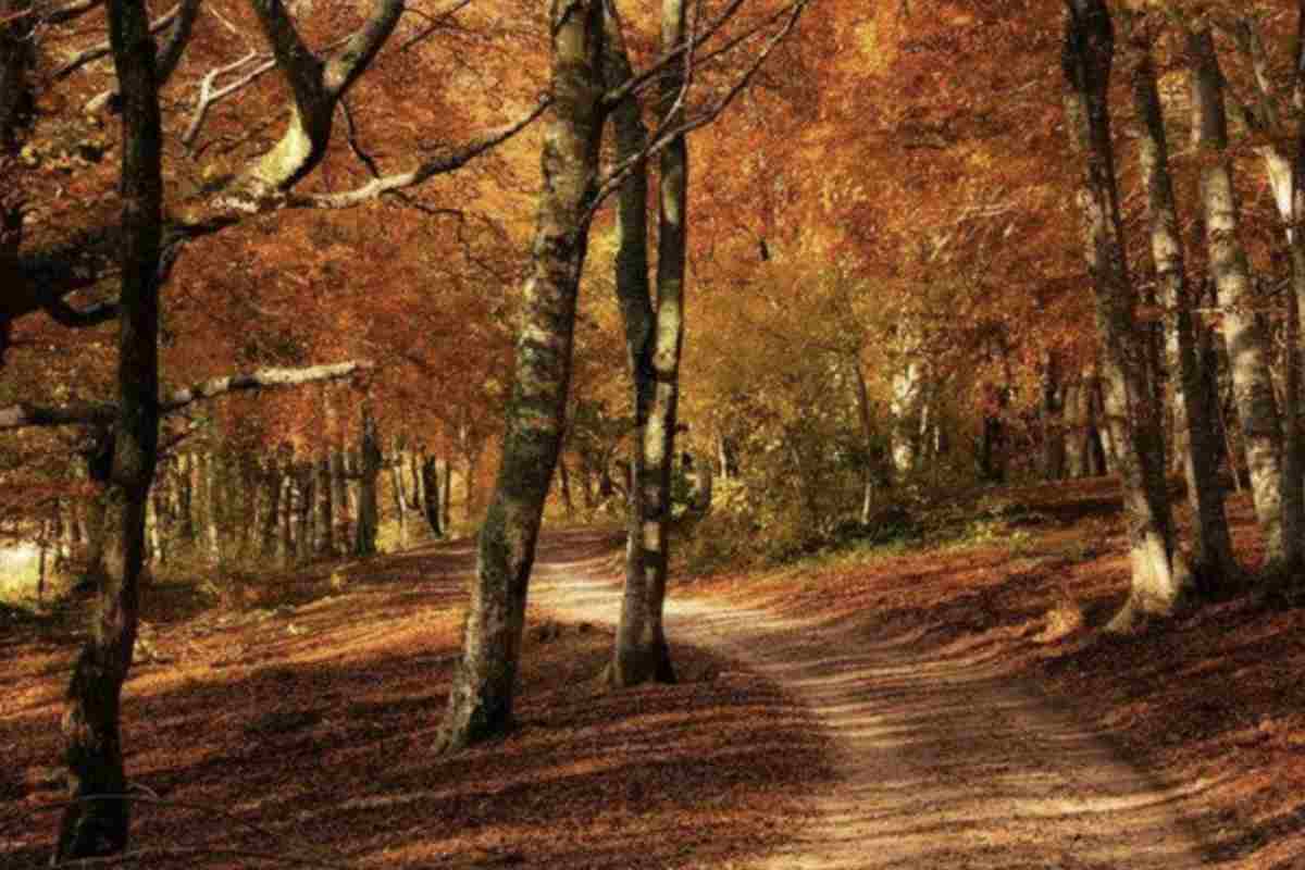 La Faggeta di Canfaito è una meta ideale per gli appassionati di trekking, con sentieri adatti a tutti i livelli di preparazione.