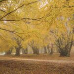 Questo bosco secolare, che fa parte della Riserva Naturale Regionale del Monte San Vicino e Monte Canfaito