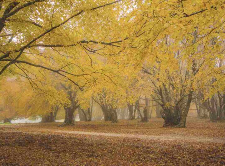Questo bosco secolare, che fa parte della Riserva Naturale Regionale del Monte San Vicino e Monte Canfaito