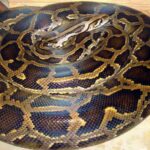Avvolta nelle spire di un serpente una donna ha vissuto due ore da incubo Col pitone che la morsicava
