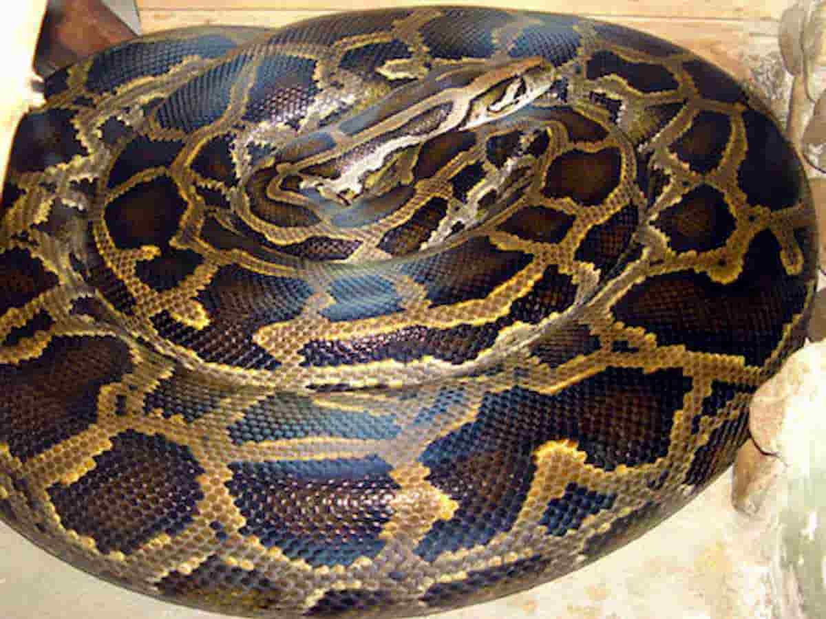 Avvolta nelle spire di un serpente una donna ha vissuto due ore da incubo Col pitone che la morsicava