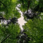 alberi visti dal basso