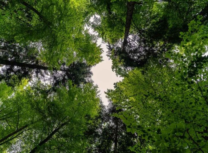 alberi visti dal basso