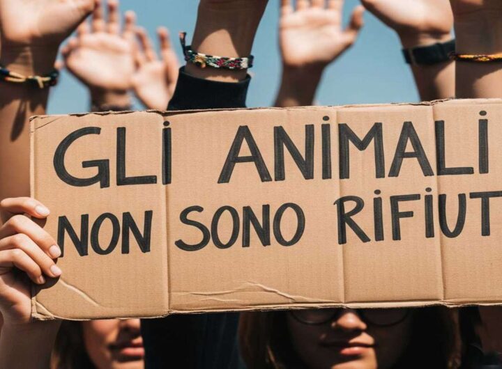 Gli animali non sono rifiuti