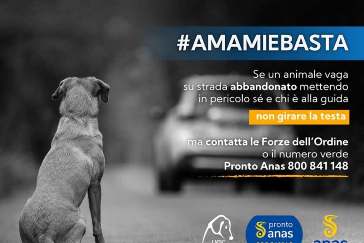 contro l'abbandono dei cani