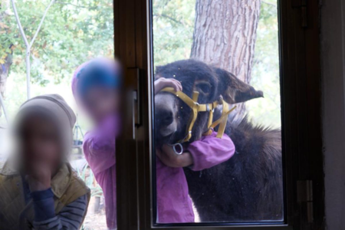 Il caso della famiglia che vive nel bosco in Abruzzo. Dalla decisione del Tribunale alle reazioni politiche