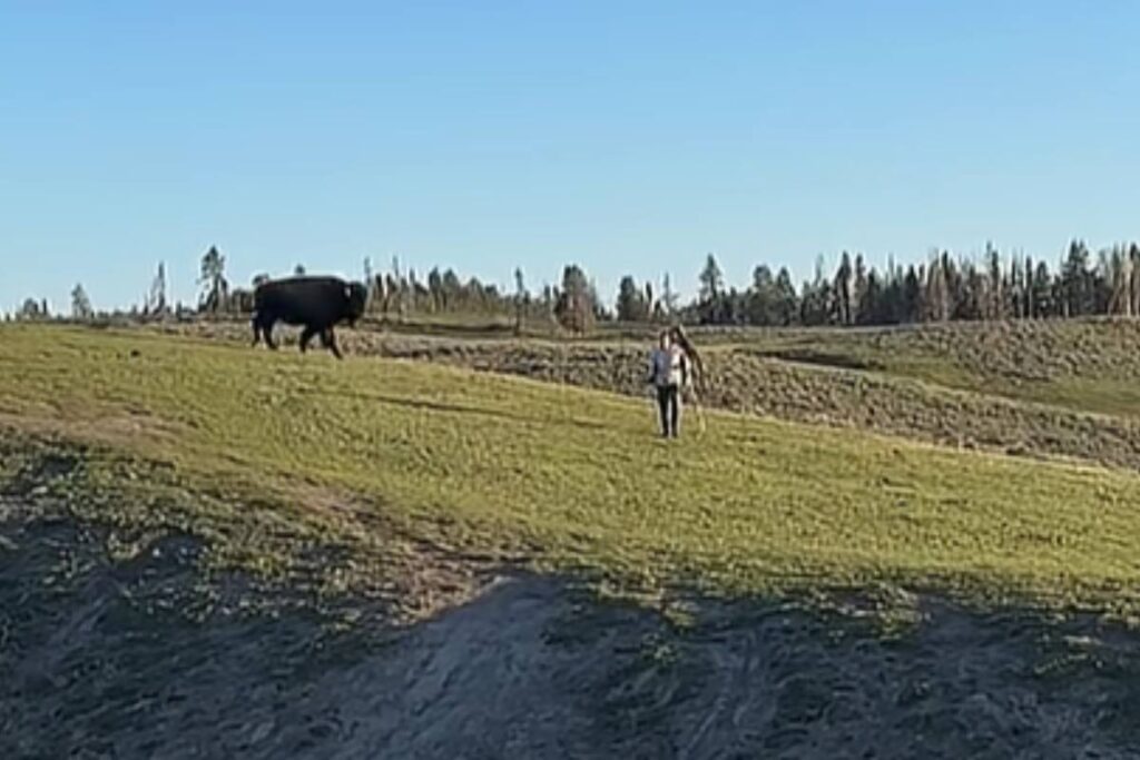 bisonte carica turisti a yellowstone