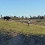 bisonte carica turisti a yellowstone