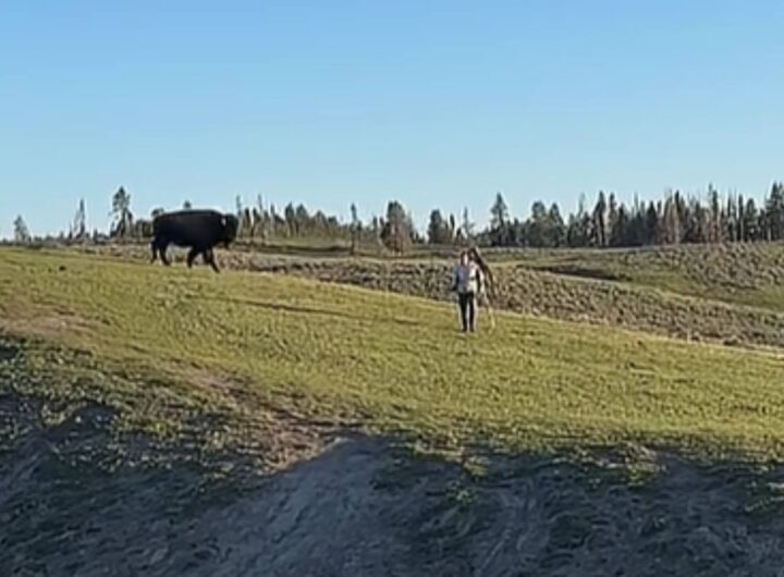bisonte carica turisti a yellowstone