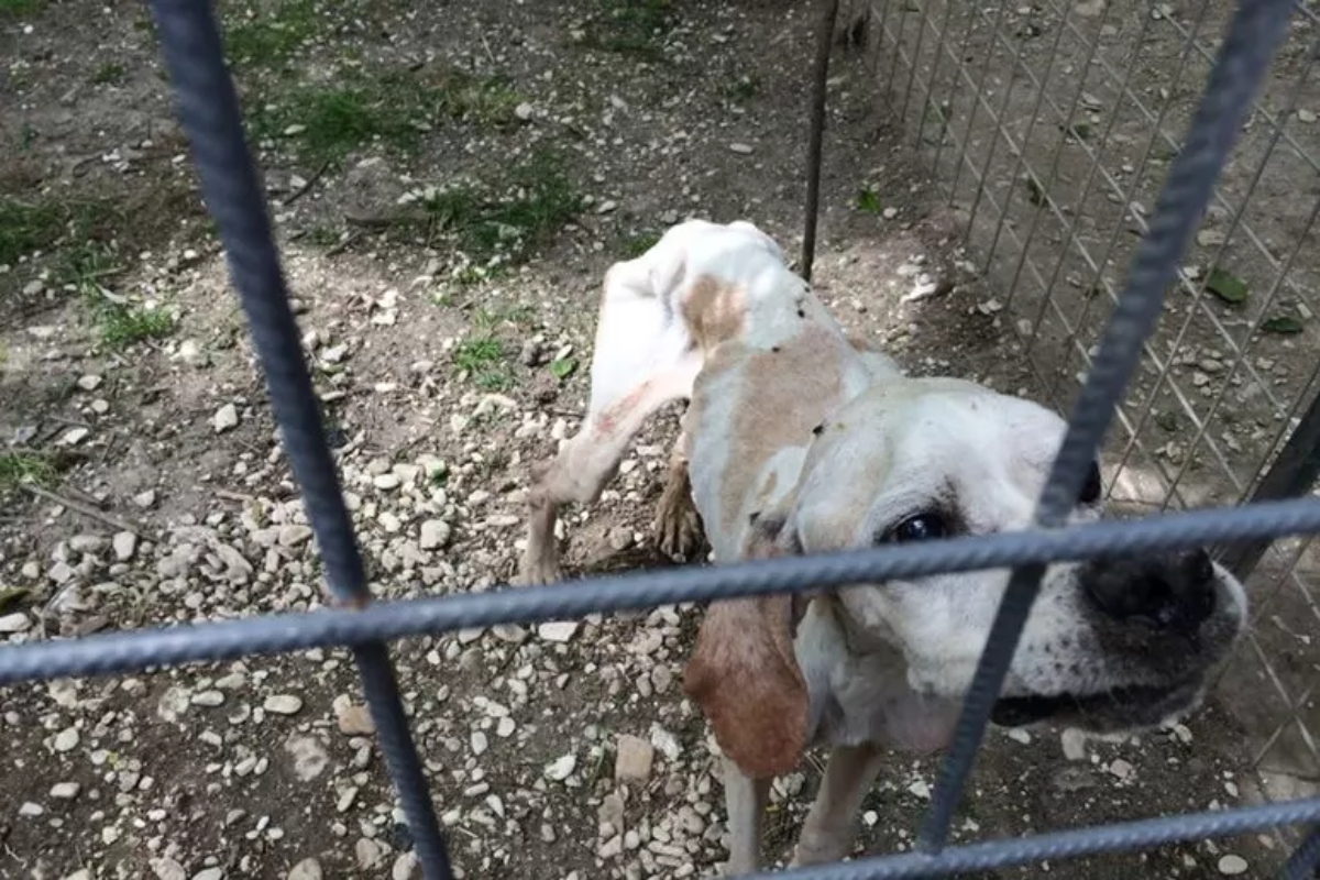 Segregato sul terrazzino angusto, il cane precipita e muore: al padrone multa di 5mila euro per maltrattamenti