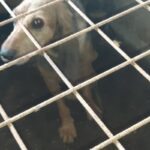 cane abbandonato lecce