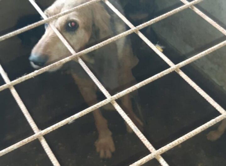 cane abbandonato lecce