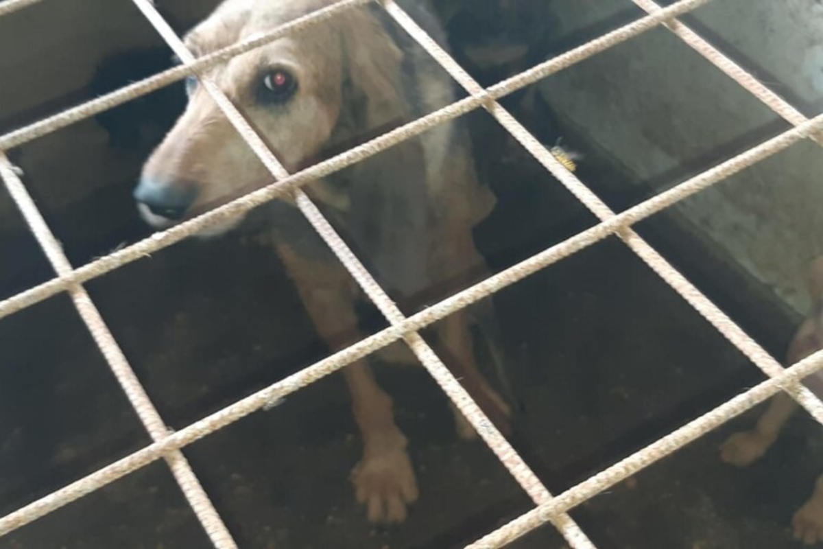 Cucciolo di cane abbandonato e ritrovato tra le carcasse di altri cani. Orrore in provincia di Lecce