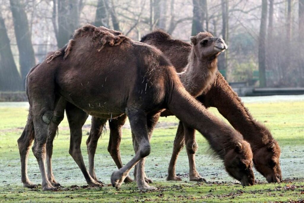 dromedari