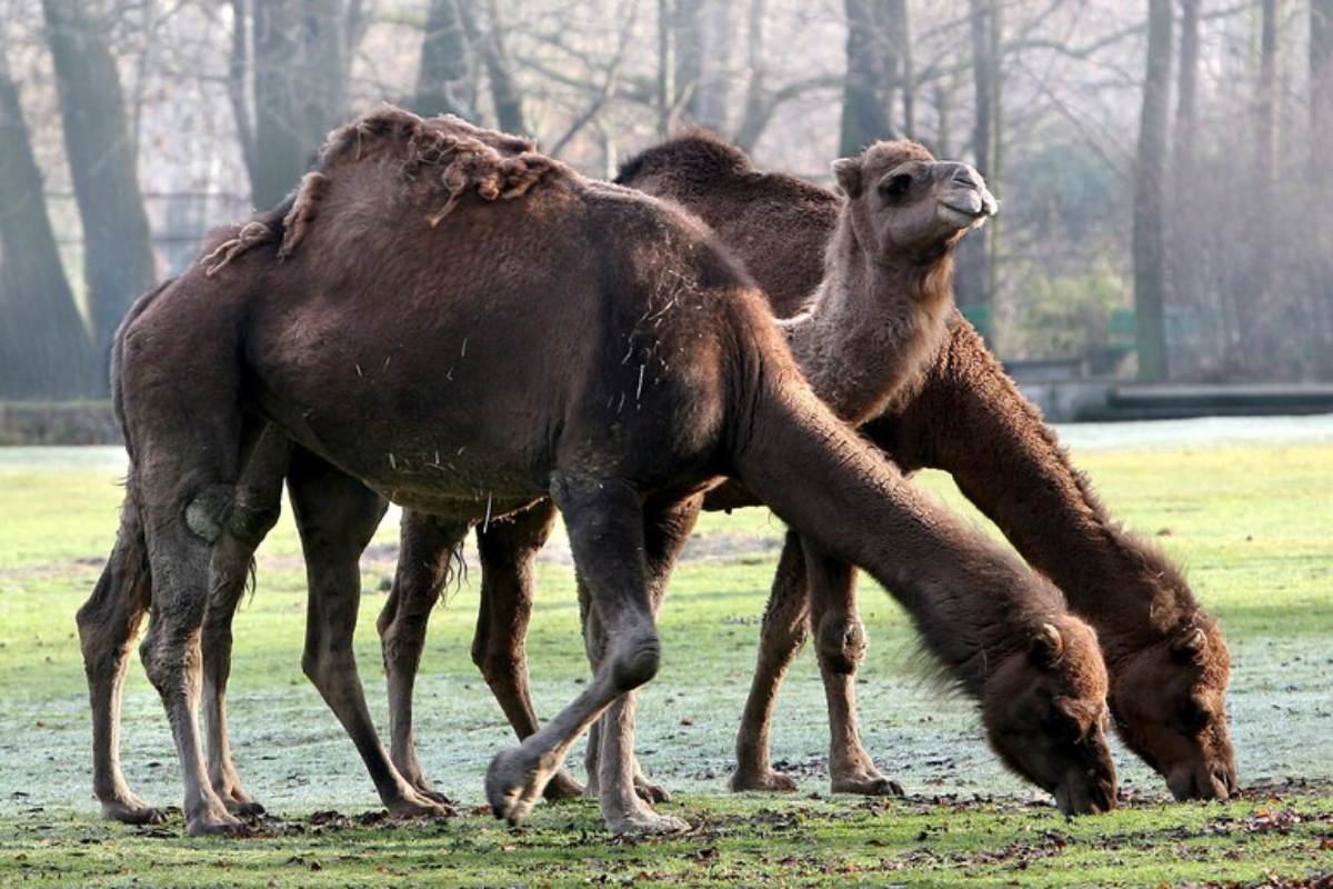 La siccità cambia tutto, i dromedari sostituiscono le mucche: producono più latte ed è più nutriente