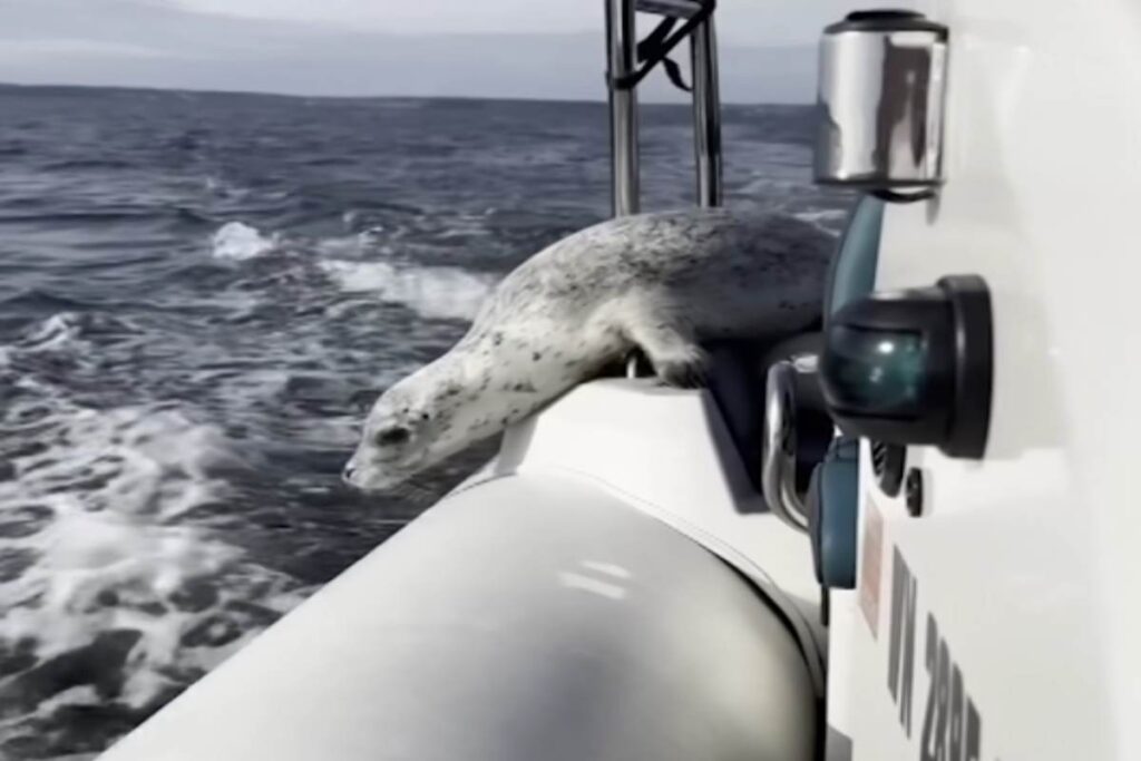 Foca scappa dalle orche saltando su un gommone