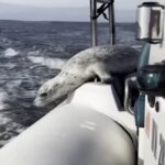 Foca scappa dalle orche saltando su un gommone