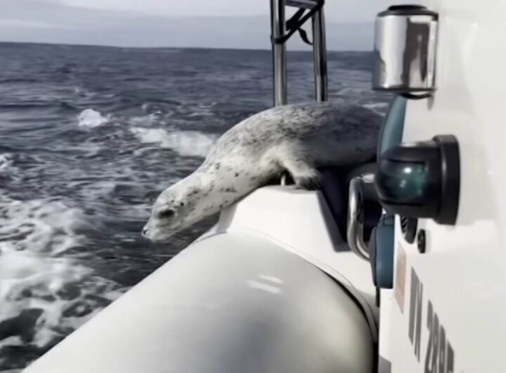 Foca scappa dalle orche saltando su un gommone