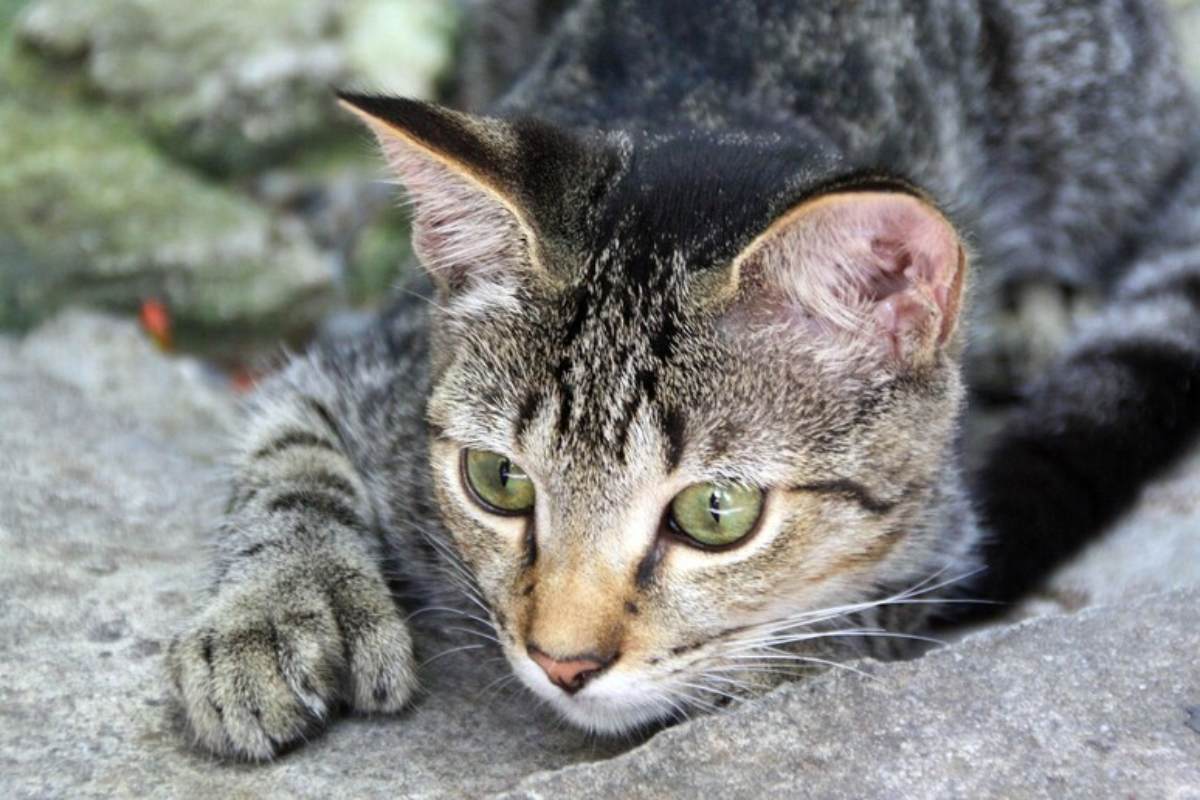 “Eliminare tutti i gatti randagi entro il 2050”. La decisione della Nuova Zelanda per salvare alcune specie animali autoctone a rischio