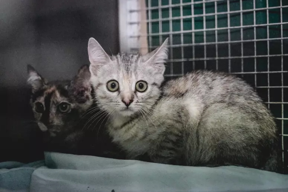 Anziana muore e lascia in eredità 156mila euro al canile della Muratella. I soldi serviranno per la cura dei gatti randagi