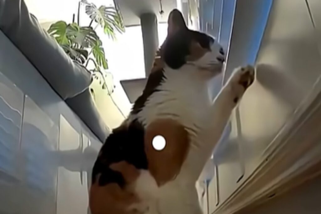 gatto saluta padroni