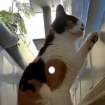 gatto saluta padroni